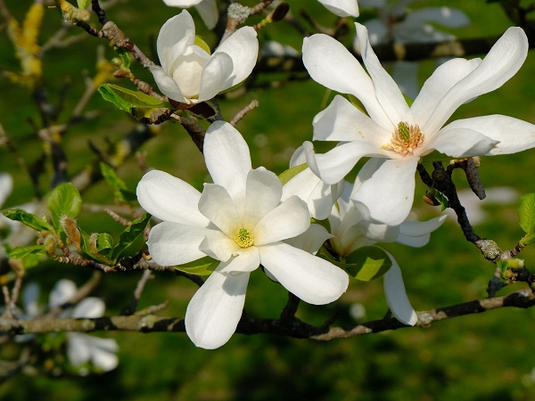 White Magnolia Flower For A Small Garden