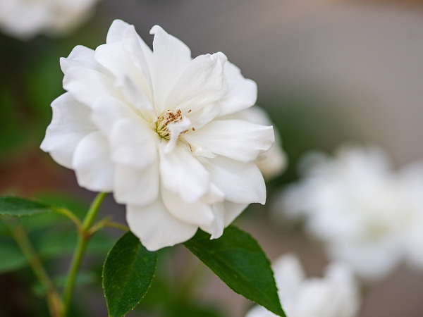 White Rose Is The Perfect Plant For The Outdoor Garden