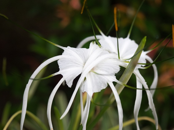 White Spider Lily Flowering Plants For Garden