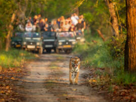 Top 12 Best Tiger Reserves in India to Visit.