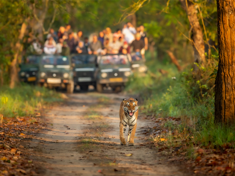 Best Tiger Reserves In India To Visit