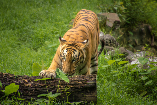 Sundarban Tiger Reserve