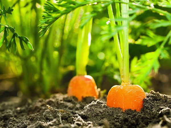 Carrots Easiest Vegetables To Grow From Seed