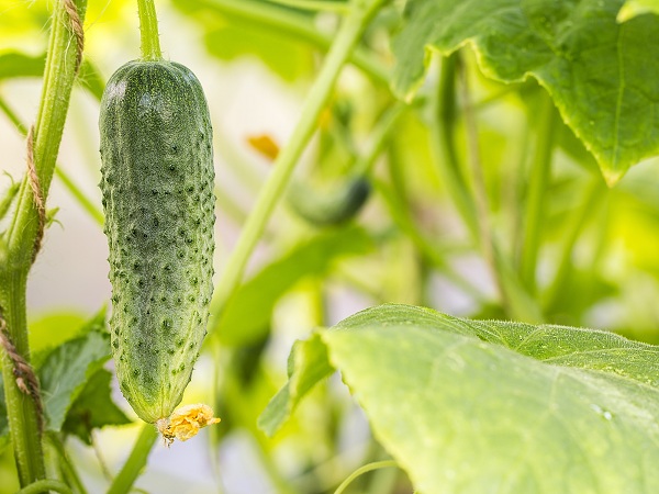 Cucumber Easy Vegetables To Grow At Home India
