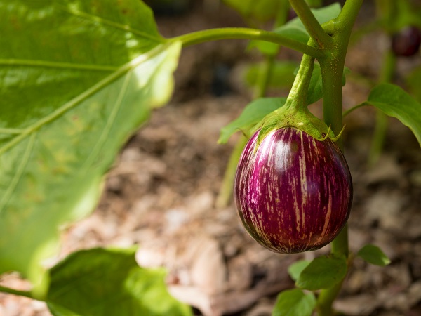 Eggplant Easy To Grow Vegetables For First Time Gardener