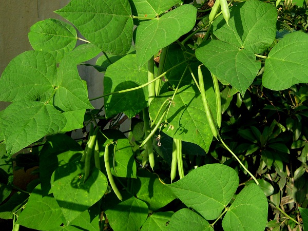 Green Beans Easy Best Vegetables For Vertical Garden