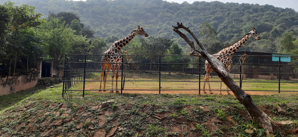 Indira Gandhi Zoological Park Vizag