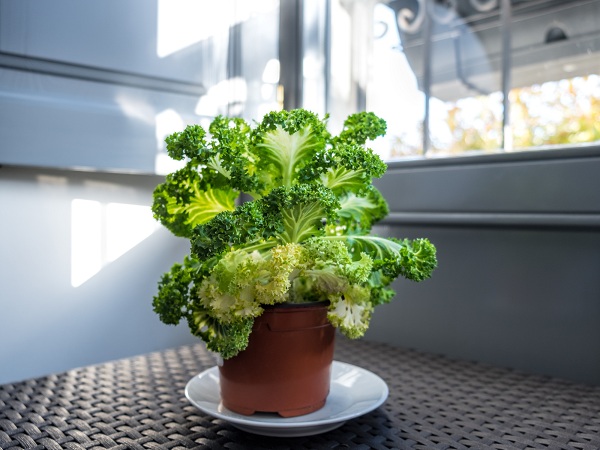 Kale Easy Vegetables To Grow In Summer