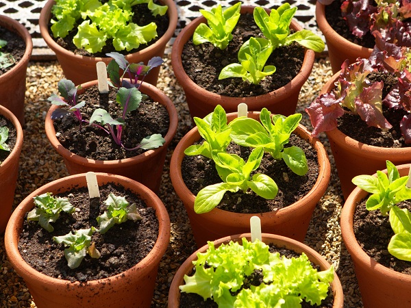 Lettuce Easy Veggies To Grow In Pots