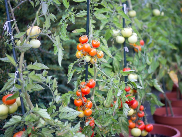 Tomatoes Easy Grow Vegetables In Pots