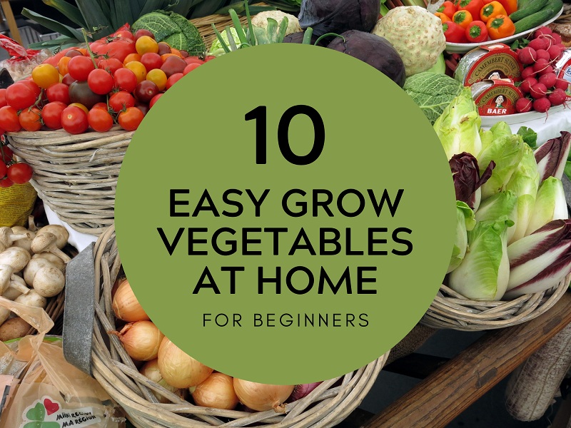 Easy Grow Vegetables To Grow In Pots For Beginners