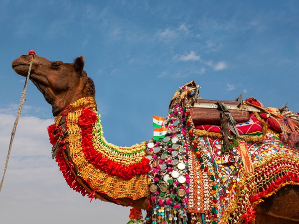 Bikaner Camel Festival important dates in january in india