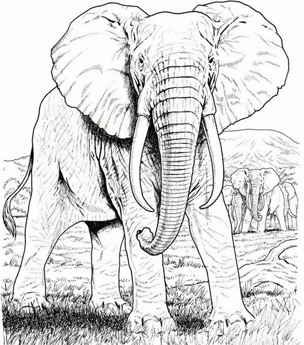Realistic Elephant Coloring Sheet