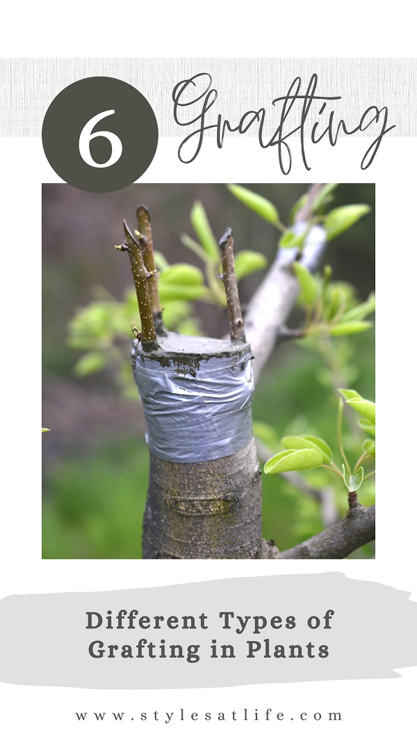 Types Of Grafting In Plants