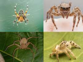 15 Different Types of Spiders in House (Makdee Names and Pics)