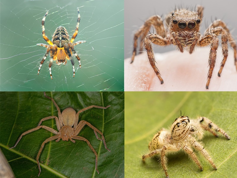 types of spiders in the world