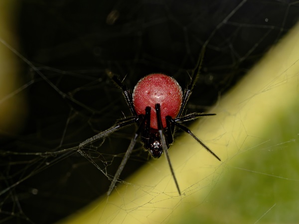 Kinds Of Spiders-Red Spider