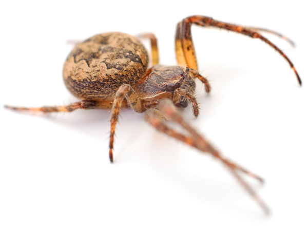 Types of Spiders-House Spider
