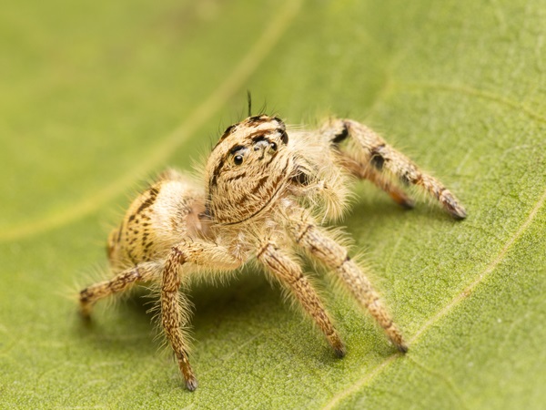 Macro Small Spider