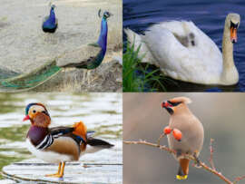 Top 10 Most Beautiful Birds in the Bird Kingdom 2023