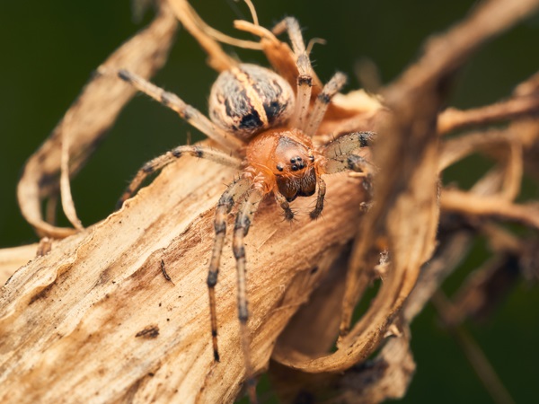 Spider Varieties-Orange Spider
