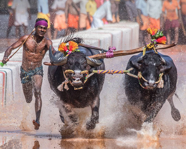 Kambala Festival Is One Of The Popular Karnataka Festivals