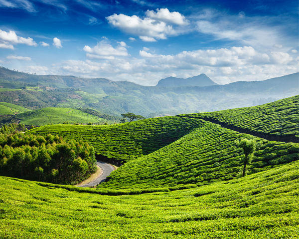 Munnar Ideal Location For Your Honeymoon In Kerala