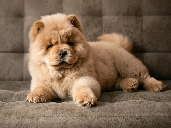 Teddy Bear Dog Breed-Chow Chow 
