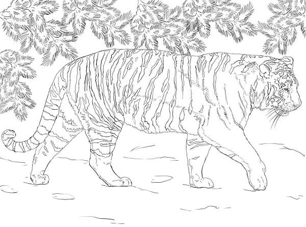 Detailed Tiger Coloring Pages