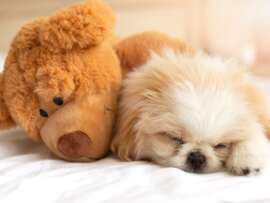 Teddy Bear Dogs: Top 20 Breeds That Raise the Bar of Cuteness