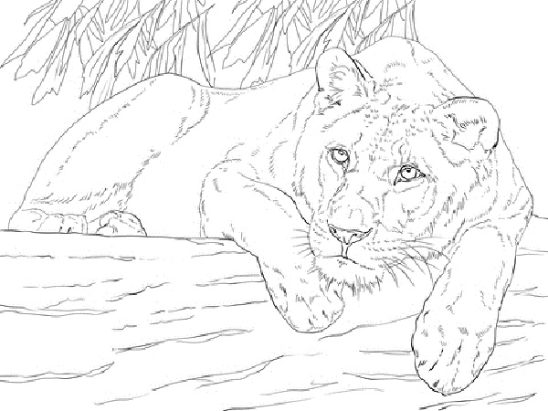 Female Lion Coloring Pages