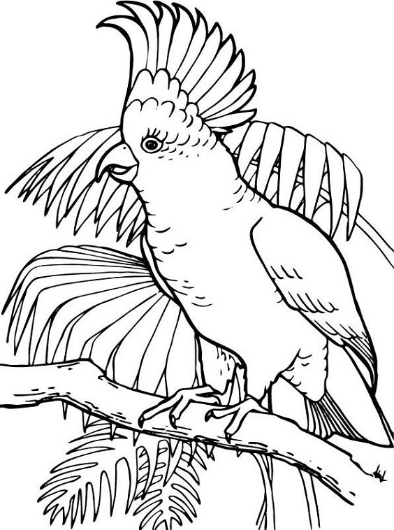 Free Printable Parrot Coloring