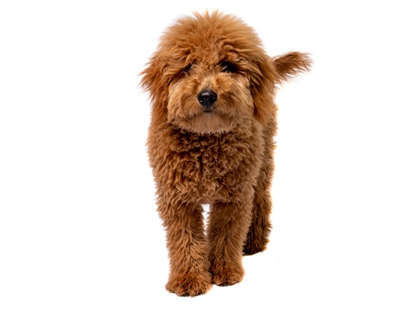 Teddy bear dog breed-Goldendoodle Puppy