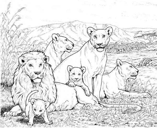 Lion Family Coloring Pages