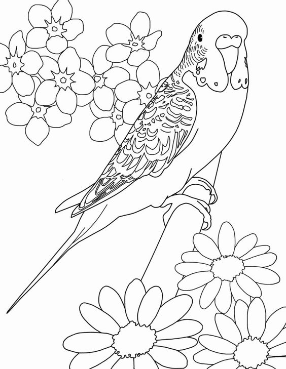 Parakeet Coloring Sheet