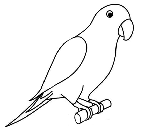 How to Draw a Parrot  Design School