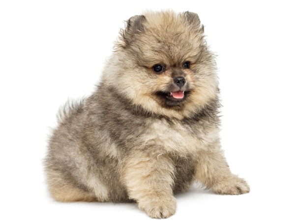 Teddy bear dog breed-Pomeranian