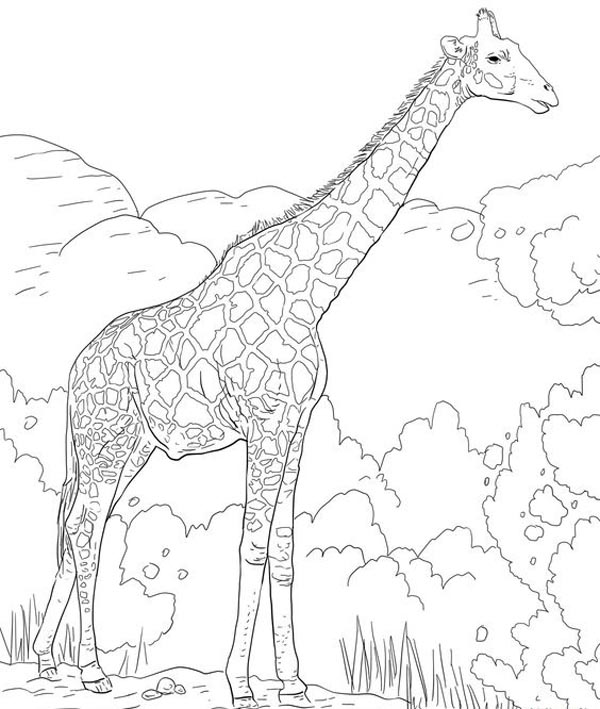 Printable Giraffe Page