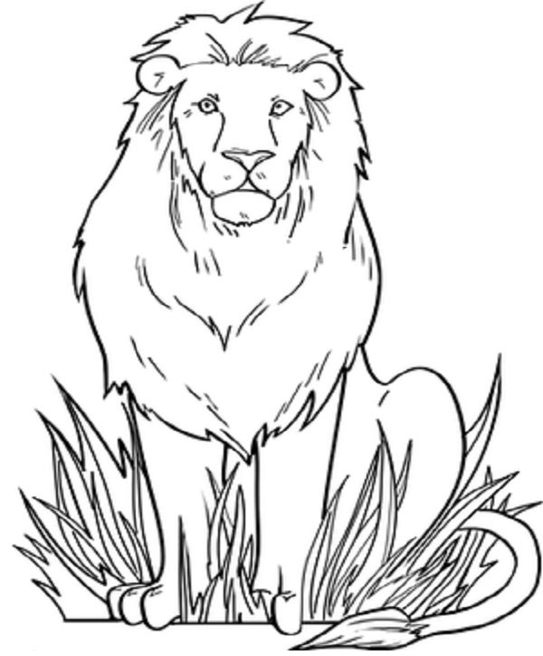 littel lion drawing for kids - PNGBUY
