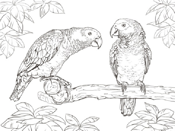 Realistic Parrot Coloring