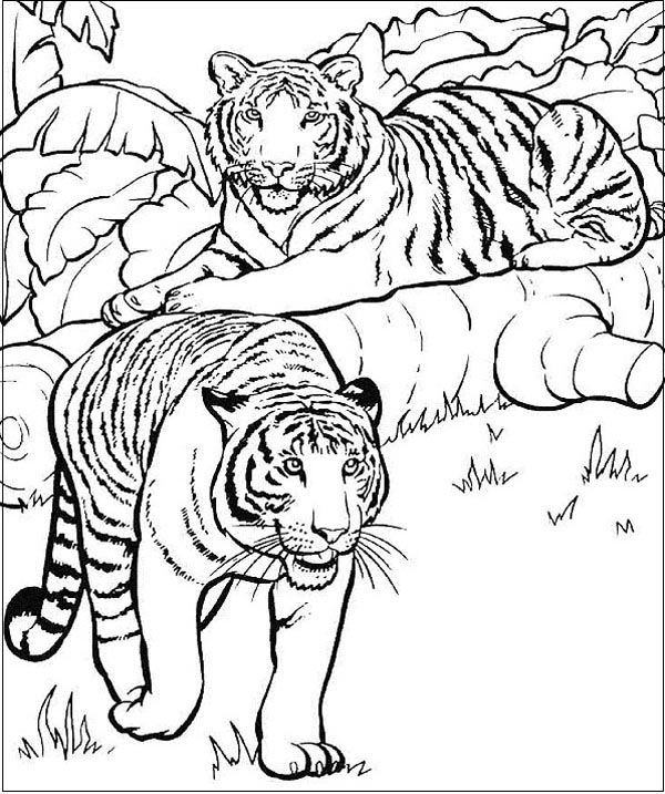 Realistic Tiger Coluring Page