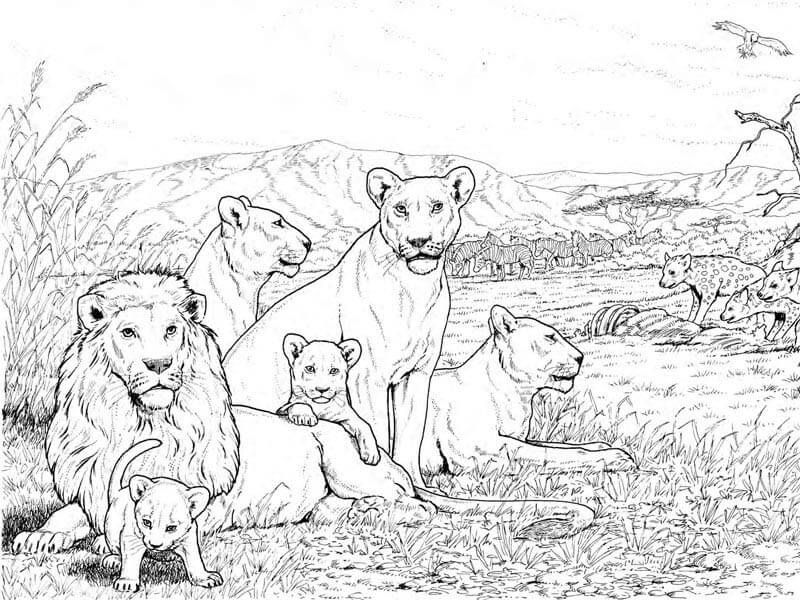 Lion Coloring Picture