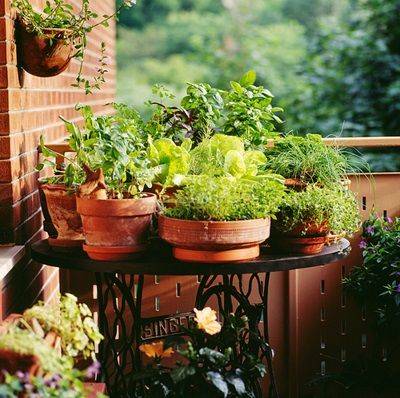 Terrace Garden Ideas For Beginners