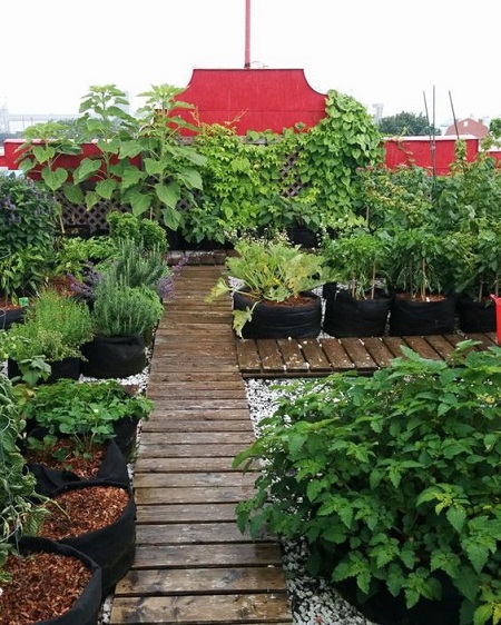 Terrace Vegetable Gardening Ideas