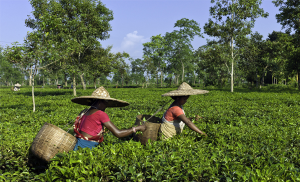 Tea Plantation In Jorhat