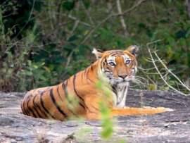 Top 15 Famous Zoos in India to Visit