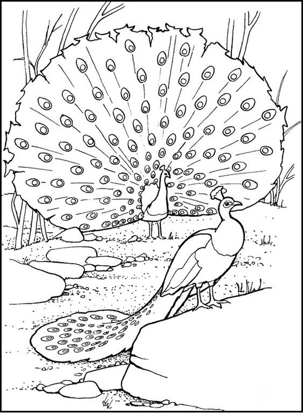 Coloring Page of A Peacock