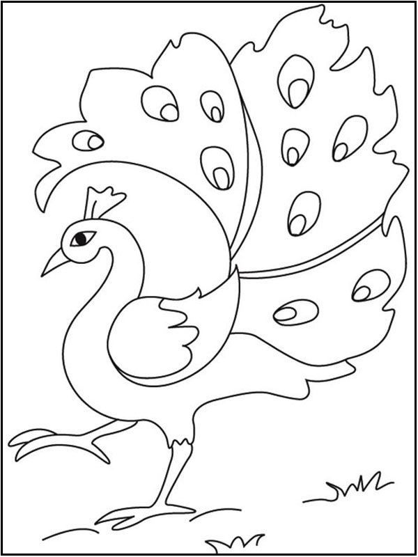 Easy Peacock Coloring Page