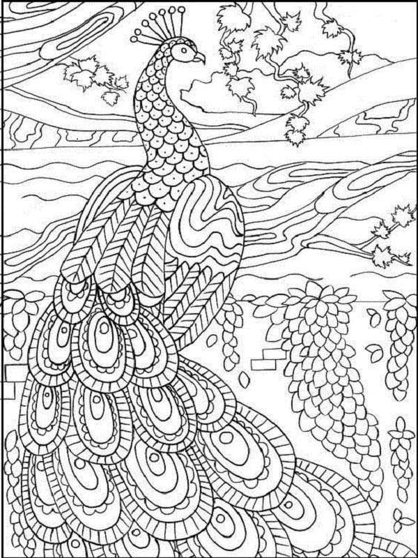 Intricate Peacock Picture