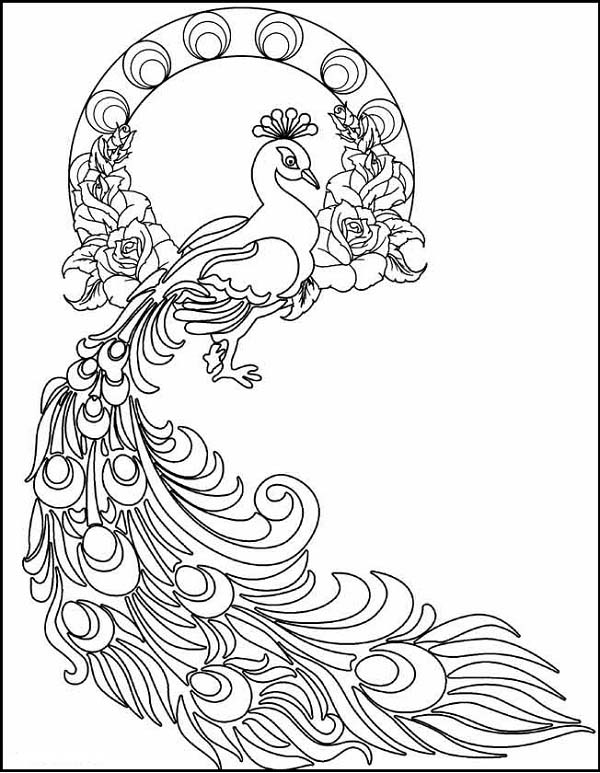 Printable Peacock Coloring Page